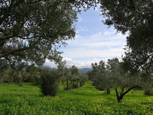 Terreno recintato con circa 400 ulivi