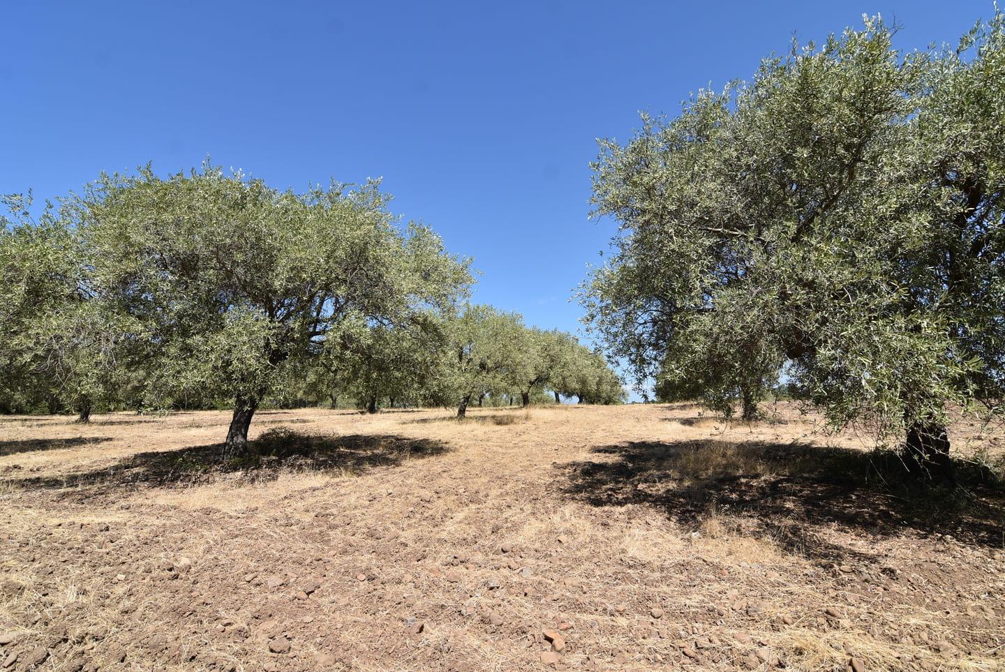 Casa colonica con ampio terreno e stalle, poco distante dal mare